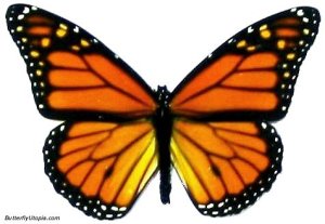 019-monarch_butterfly1
